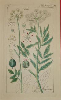 FLOWER, FLEUR, BLUME