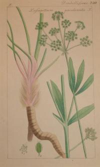 FLOWER, FLEUR, BLUME