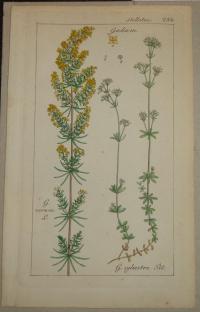 FLOWER, FLEUR, BLUME