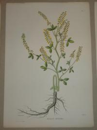 Naudin P. (artist): FLOWER, FLEUR, BLUME