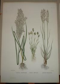 Naudin P. (artist): FLOWER, FLEUR, BLUME