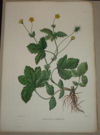 Naudin P. (artist): FLOWER, FLEUR, BLUME