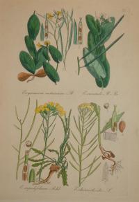 FLOWER, FLEUR, BLUME