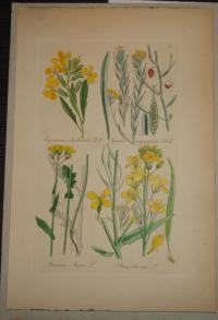 FLOWER, FLEUR, BLUME