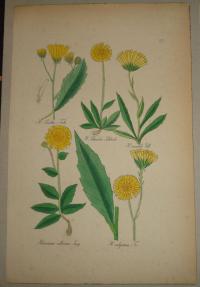 FLOWER, FLEUR, BLUME