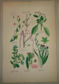 FLOWER, FLEUR, BLUME