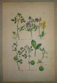 FLOWER, FLEUR, BLUME