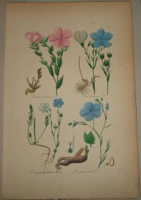 FLOWER, FLEUR, BLUME