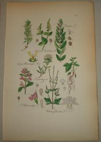 FLOWER, FLEUR, BLUME