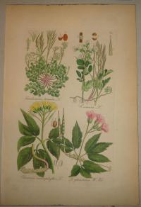 FLOWER, FLEUR, BLUME