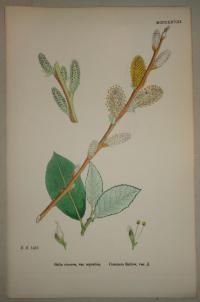 FLOWER, FLEUR, BLUME