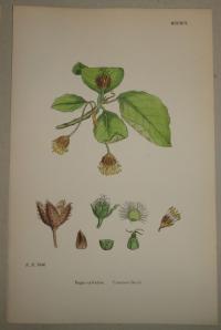 FLOWER, FLEUR, BLUME